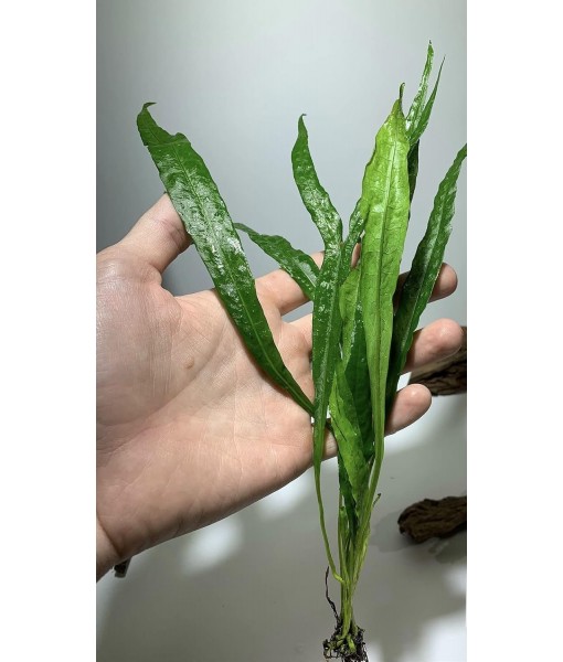 Java Fern Microsorum Pteropus Easy Low Light Live Aquarium Plant - Buy 2 Get 1
