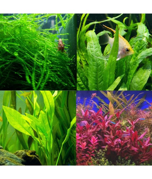 Mainam 4 Different Alternanthera Lilacina  Sword Java Fern Java Moss Tropical Freshwater Live Aquarium Plant Decorations 3 Days BUY2GET1