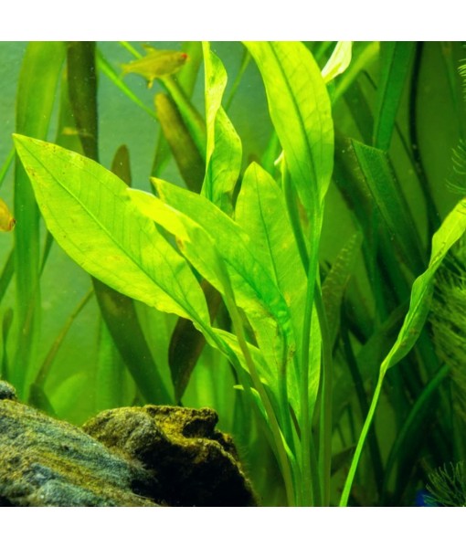 Mainam 4 Different Alternanthera Lilacina  Sword Java Fern Java Moss Tropical Freshwater Live Aquarium Plant Decorations 3 Days BUY2GET1