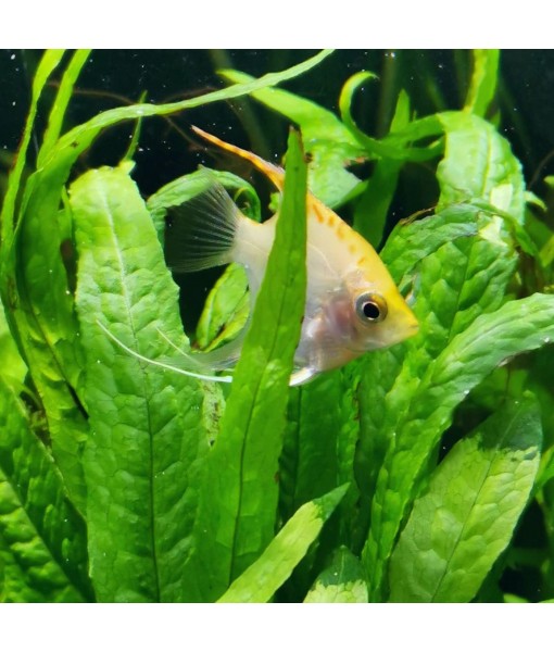 Mainam 4 Different Alternanthera Lilacina  Sword Java Fern Java Moss Tropical Freshwater Live Aquarium Plant Decorations 3 Days BUY2GET1