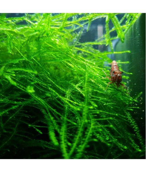 Mainam 4 Different Alternanthera Lilacina  Sword Java Fern Java Moss Tropical Freshwater Live Aquarium Plant Decorations 3 Days BUY2GET1