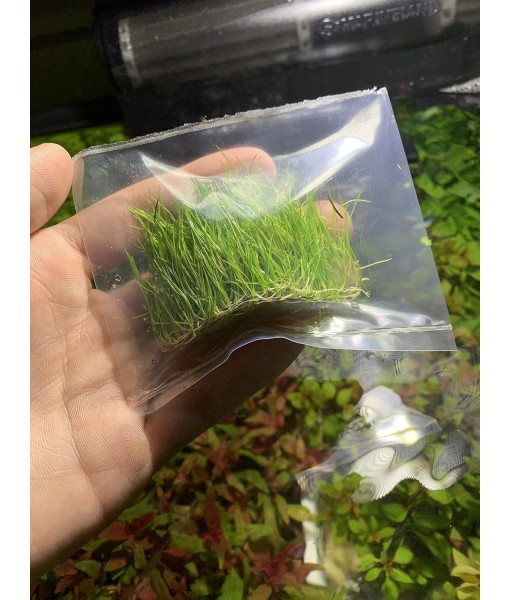 Dwarf Hairgrass Eleocharis Parvula Live Aquarium Plants Carpeting Plant for Aquatic Freshwater Fish Tank BUY2GET1