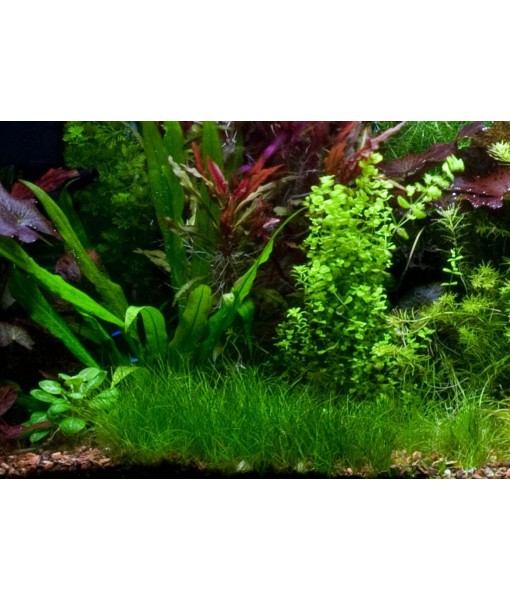 Dwarf Hairgrass Eleocharis Parvula Live Aquarium Plants Carpeting Plant for Aquatic Freshwater Fish Tank BUY2GET1
