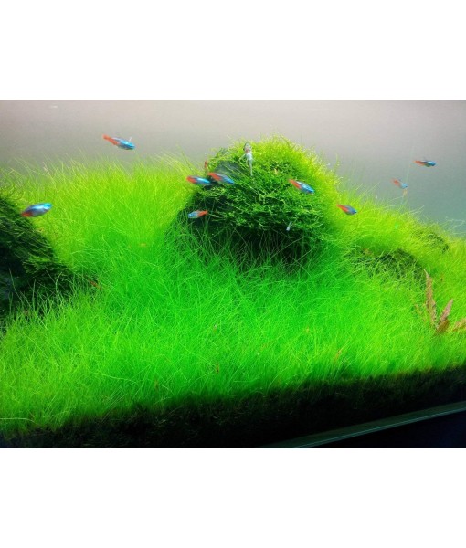 Dwarf Hairgrass Eleocharis Parvula Live Aquarium Plants Carpeting Plant for Aquatic Freshwater Fish Tank BUY2GET1