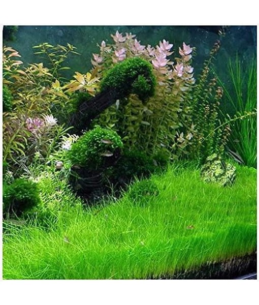 Dwarf Hairgrass Eleocharis Parvula Live Aquarium Plants Carpeting Plant for Aquatic Freshwater Fish Tank BUY2GET1