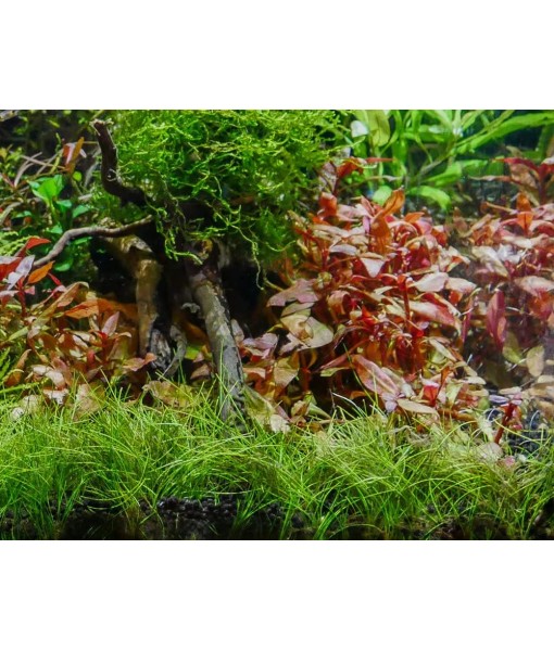 Dwarf Hairgrass Eleocharis Parvula Live Aquarium Plants Carpeting Plant for Aquatic Freshwater Fish Tank BUY2GET1