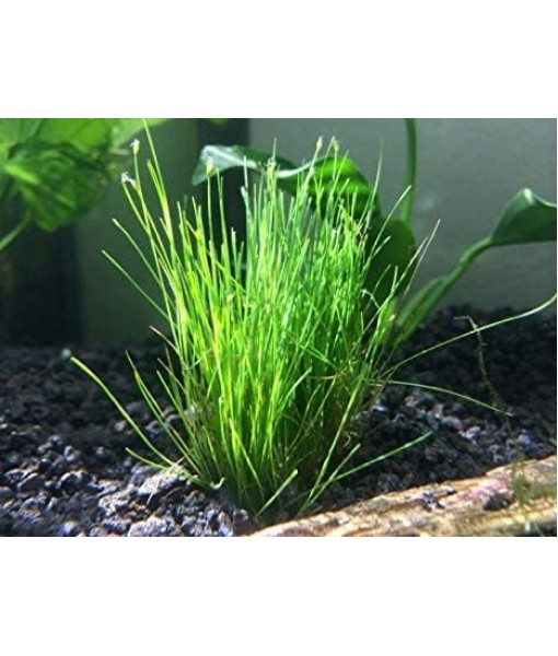 Dwarf Hairgrass Eleocharis Parvula Live Aquarium Plants Carpeting Plant for Aquatic Freshwater Fish Tank BUY2GET1
