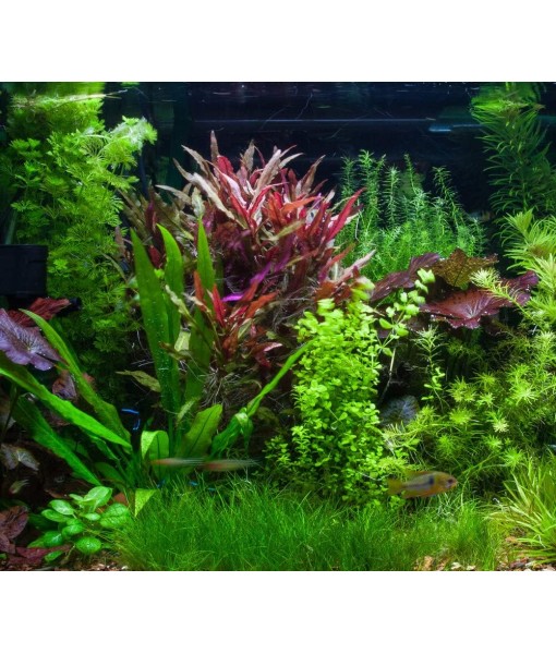 Dwarf Hairgrass Eleocharis Parvula Live Aquarium Plants Carpeting Plant for Aquatic Freshwater Fish Tank BUY2GET1