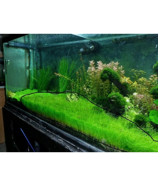Dwarf Hairgrass Eleocharis Parvula Live Aquarium Plants Carpeting Plant for Aquatic Freshwater Fish Tank BUY2GET1