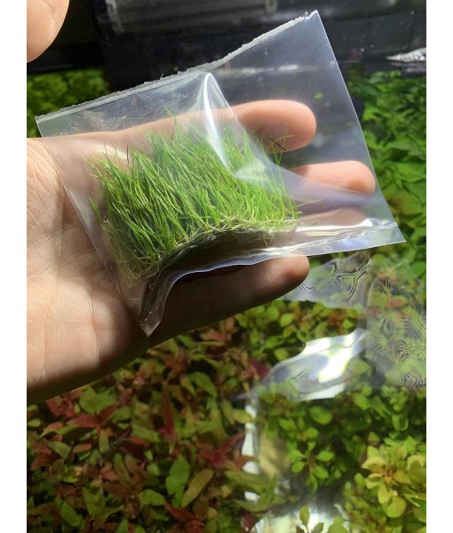 Dwarf Hairgrass Eleocharis Parvula Live Aquarium Plants Carpeting Plant for Aquatic Freshwater Fish Tank BUY2GET1