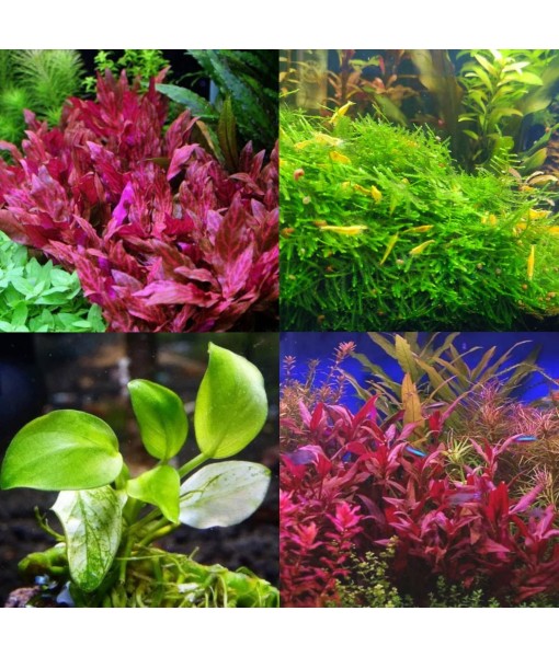 Mainam 3 Different Alternanthera Lilacina Anubias Nana Java Moss Tropical Freshwater Live Aquarium Plant Decorations 3 Days BUY2GET1