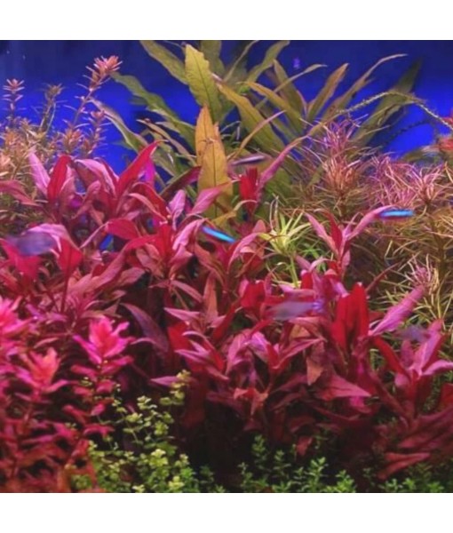 Mainam 3 Different Alternanthera Lilacina Anubias Nana Java Moss Tropical Freshwater Live Aquarium Plant Decorations 3 Days BUY2GET1