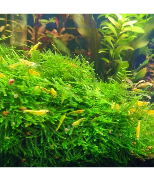 Mainam 3 Different Alternanthera Lilacina Anubias Nana Java Moss Tropical Freshwater Live Aquarium Plant Decorations 3 Days BUY2GET1