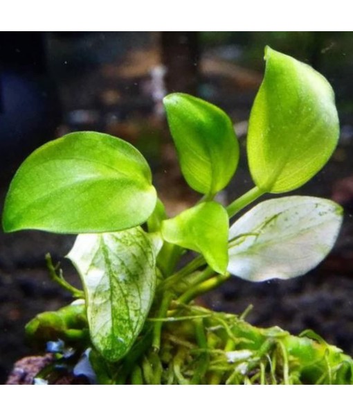 Mainam 3 Different Alternanthera Lilacina Anubias Nana Java Moss Tropical Freshwater Live Aquarium Plant Decorations 3 Days BUY2GET1