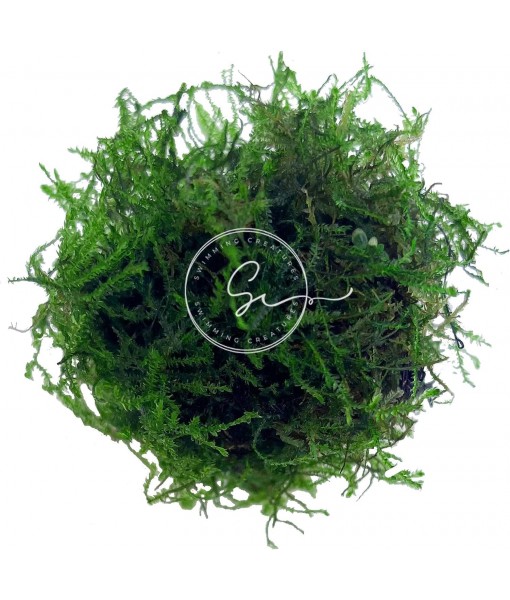 Live Aquarium Plants (Java Moss (25sq inch Portion))