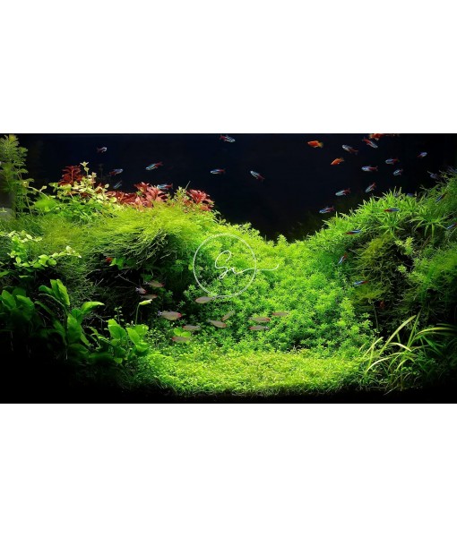Live Aquarium Plants (Java Moss (25sq inch Portion))