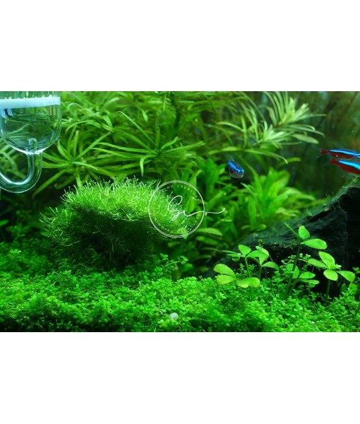 Live Aquarium Plants (Java Moss (25sq inch Portion))