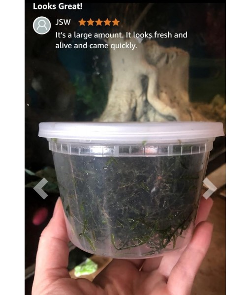 Live Aquarium Plants (Java Moss (25sq inch Portion))