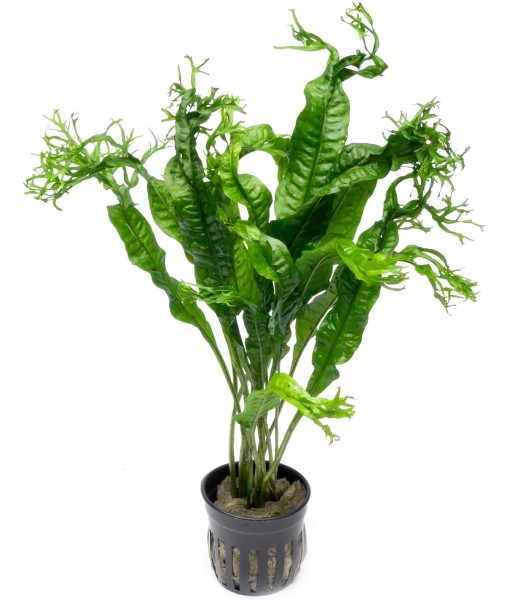 Java Fern Live Aquarium Plants - Potted Freshwater Plant for Fish Tanks - Beginner Friendly, Low Light (Windelov, 1 Pot)