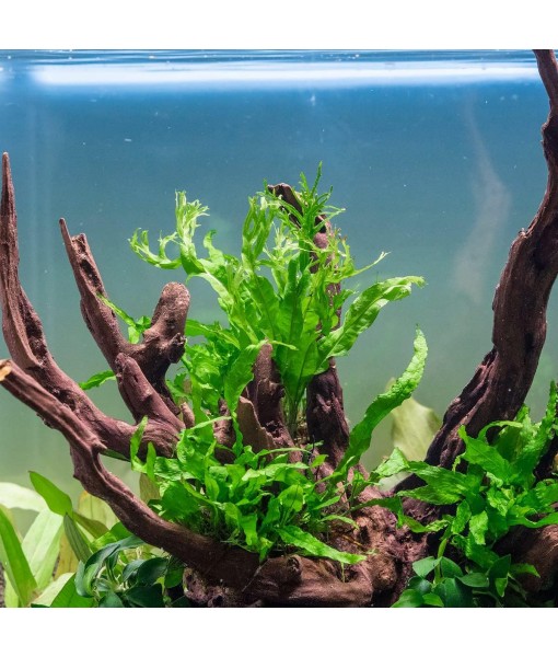 Java Fern Live Aquarium Plants - Potted Freshwater Plant for Fish Tanks - Beginner Friendly, Low Light (Windelov, 1 Pot)