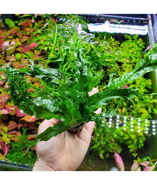 Java Fern Live Aquarium Plants - Potted Freshwater Plant for Fish Tanks - Beginner Friendly, Low Light (Windelov, 1 Pot)