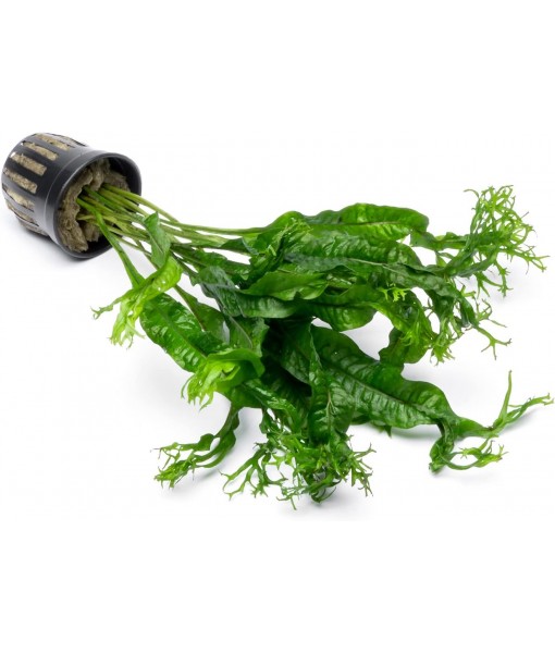 Java Fern Live Aquarium Plants - Potted Freshwater Plant for Fish Tanks - Beginner Friendly, Low Light (Windelov, 1 Pot)