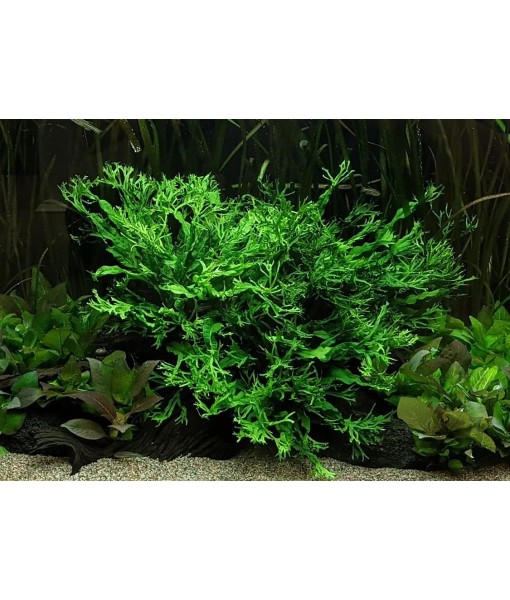Java Fern Live Aquarium Plants - Potted Freshwater Plant for Fish Tanks - Beginner Friendly, Low Light (Windelov, 1 Pot)