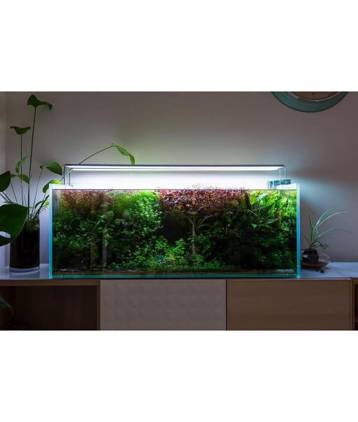 Java Fern Live Aquarium Plants - Potted Freshwater Plant for Fish Tanks - Beginner Friendly, Low Light (Windelov, 1 Pot)