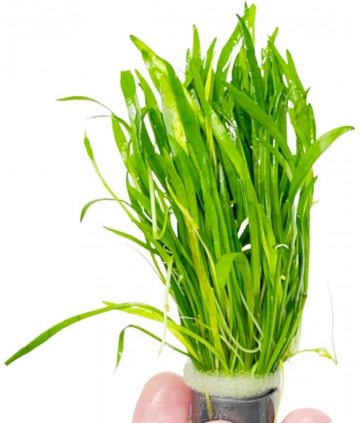 Micro Sword Lilaeopsis Novaezelandiae Bundle Live Aquarium Plant Decorations BUY2GET1