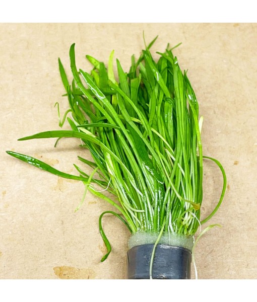 Micro Sword Lilaeopsis Novaezelandiae Bundle Live Aquarium Plant Decorations BUY2GET1