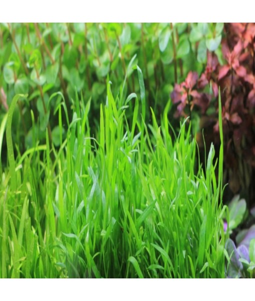 Micro Sword Lilaeopsis Novaezelandiae Bundle Live Aquarium Plant Decorations BUY2GET1