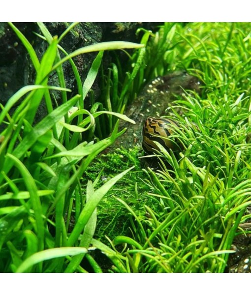 Micro Sword Lilaeopsis Novaezelandiae Bundle Live Aquarium Plant Decorations BUY2GET1
