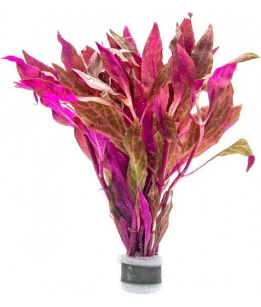 Live Aquarium Red Stem Plants - Freshwater Aquatic Plant for Fish Tanks, Aquascaping - (Alternanthera Reineckii Rosanervig, 1 Bunch)