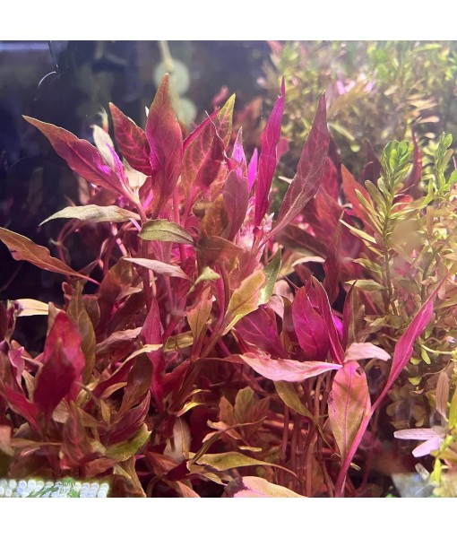 Live Aquarium Red Stem Plants - Freshwater Aquatic Plant for Fish Tanks, Aquascaping - (Alternanthera Reineckii Rosanervig, 1 Bunch)