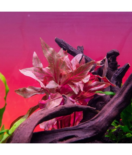 Live Aquarium Red Stem Plants - Freshwater Aquatic Plant for Fish Tanks, Aquascaping - (Alternanthera Reineckii Rosanervig, 1 Bunch)
