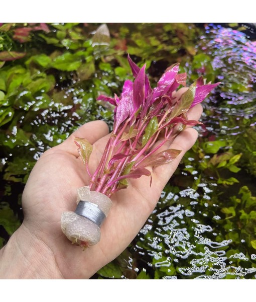 Live Aquarium Red Stem Plants - Freshwater Aquatic Plant for Fish Tanks, Aquascaping - (Alternanthera Reineckii Rosanervig, 1 Bunch)