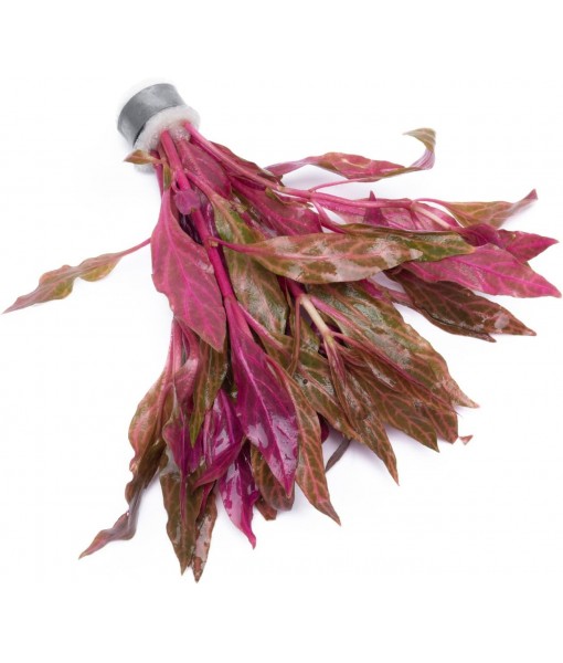 Live Aquarium Red Stem Plants - Freshwater Aquatic Plant for Fish Tanks, Aquascaping - (Alternanthera Reineckii Rosanervig, 1 Bunch)