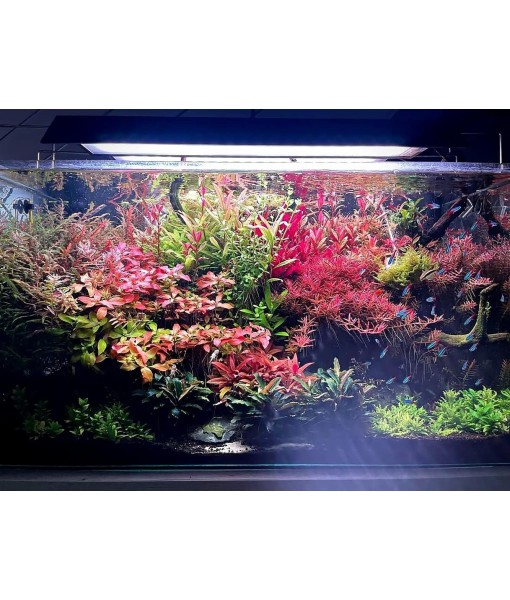 Live Aquarium Red Stem Plants - Freshwater Aquatic Plant for Fish Tanks, Aquascaping - (Alternanthera Reineckii Rosanervig, 1 Bunch)