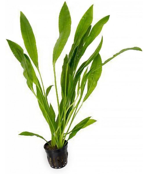 SubstrateSource Echinodorus Peruensis Sword Live Plant for Freshwater Aquariums, Natural Fish Tank Decorations, and Aquatic Decor (1 Pot (2-3 Plants))
