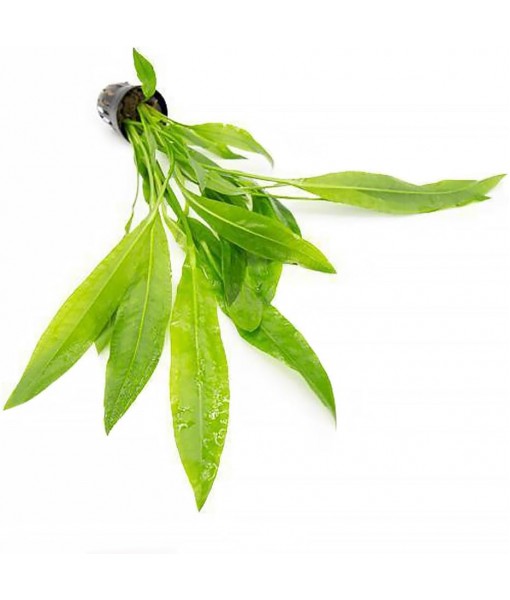 SubstrateSource Echinodorus Peruensis Sword Live Plant for Freshwater Aquariums, Natural Fish Tank Decorations, and Aquatic Decor (1 Pot (2-3 Plants))