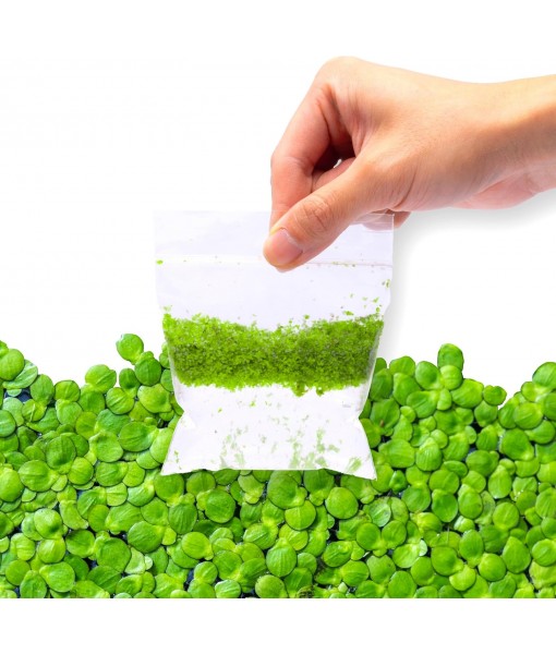 SubstrateSource Live Duckweed (Odorless) - Floating Plant for Freshwater Aquascaping, Turtle Food, Goldfish, Koi, Pond, Terrarium, Betta Fish Tank - Lemna Minor (Aproximately 2000 Plants), 4x4 Bag