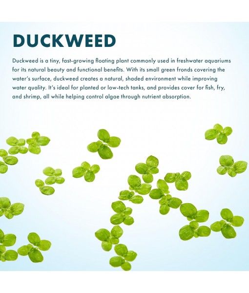 SubstrateSource Live Duckweed (Odorless) - Floating Plant for Freshwater Aquascaping, Turtle Food, Goldfish, Koi, Pond, Terrarium, Betta Fish Tank - Lemna Minor (Aproximately 2000 Plants), 4x4 Bag