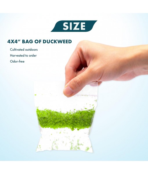 SubstrateSource Live Duckweed (Odorless) - Floating Plant for Freshwater Aquascaping, Turtle Food, Goldfish, Koi, Pond, Terrarium, Betta Fish Tank - Lemna Minor (Aproximately 2000 Plants), 4x4 Bag