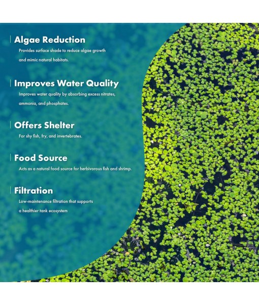 SubstrateSource Live Duckweed (Odorless) - Floating Plant for Freshwater Aquascaping, Turtle Food, Goldfish, Koi, Pond, Terrarium, Betta Fish Tank - Lemna Minor (Aproximately 2000 Plants), 4x4 Bag