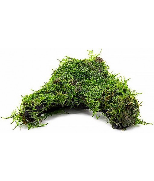 Live Aquarium Plants on Driftwood, Lava Rock, Moss Mat - Freshwater Fish Tank Plants (Christmas Moss, Driftwood (Medium))