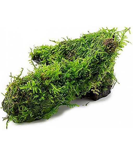 Live Aquarium Plants on Driftwood, Lava Rock, Moss Mat - Freshwater Fish Tank Plants (Christmas Moss, Driftwood (Medium))