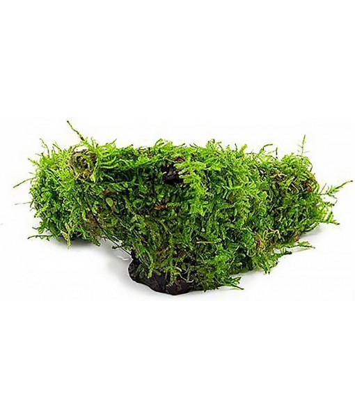 Live Aquarium Plants on Driftwood, Lava Rock, Moss Mat - Freshwater Fish Tank Plants (Christmas Moss, Driftwood (Medium))
