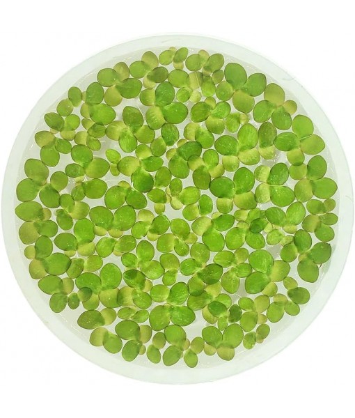 Giant Duckweed, Spirodela polyrhiza, Live Aquarium/Aquatic/Freshwater/Floating/Pond Plant, Planted Tank, Aquascaping by Aquarium Plant Center (30 Plants)