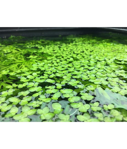 Giant Duckweed, Spirodela polyrhiza, Live Aquarium/Aquatic/Freshwater/Floating/Pond Plant, Planted Tank, Aquascaping by Aquarium Plant Center (30 Plants)