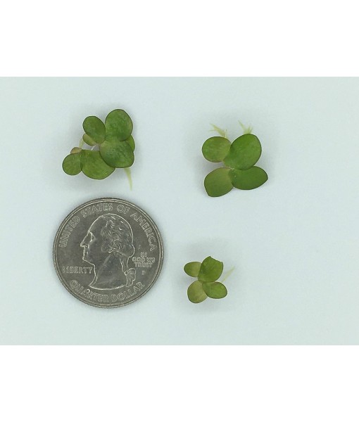 Giant Duckweed, Spirodela polyrhiza, Live Aquarium/Aquatic/Freshwater/Floating/Pond Plant, Planted Tank, Aquascaping by Aquarium Plant Center (30 Plants)